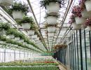 10 fuchsia ampel