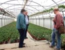 18 tunnel pelargonien