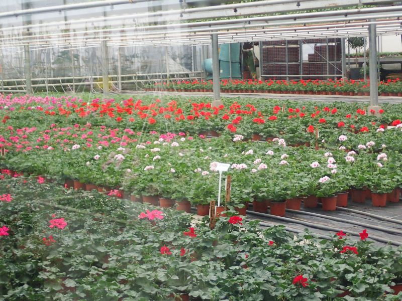 5 pelargonien tisch