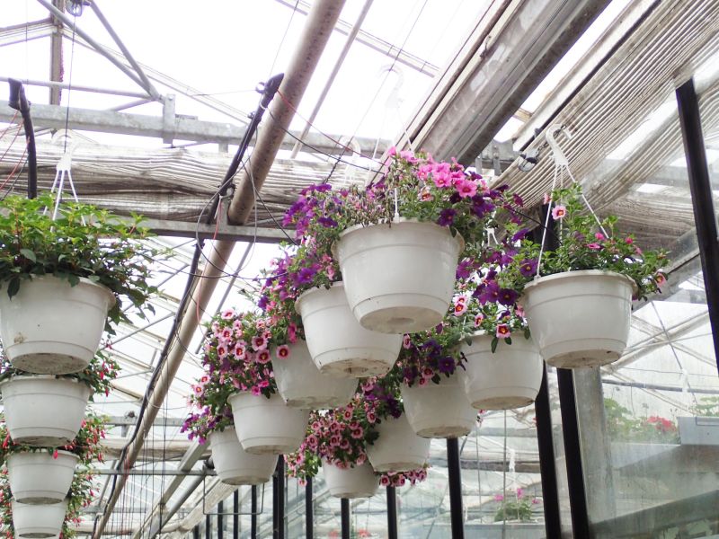 8 calibrachoa ampel