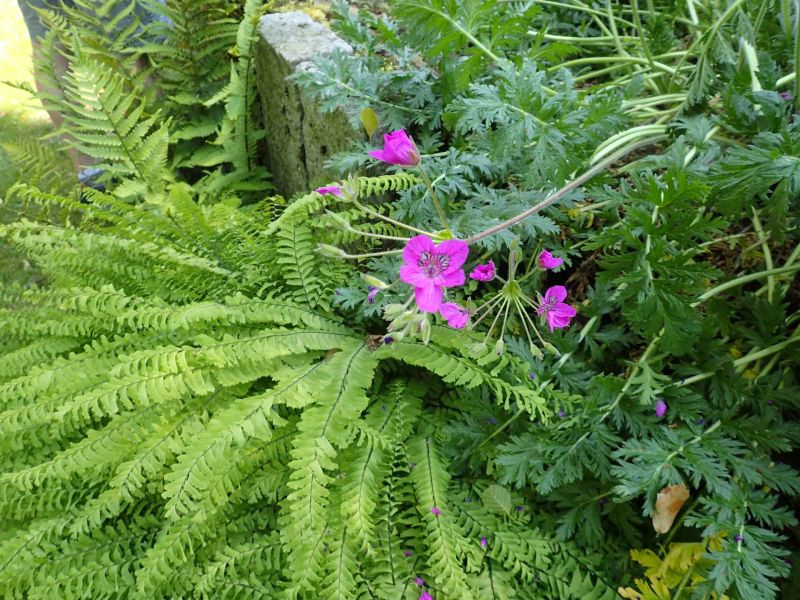 pelargonium