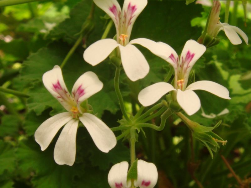 2011 06 15