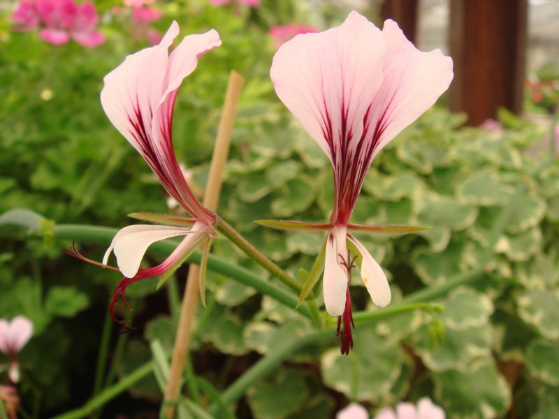 2011 06 15