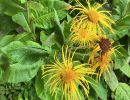 inula