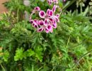 pelargonium farbigl