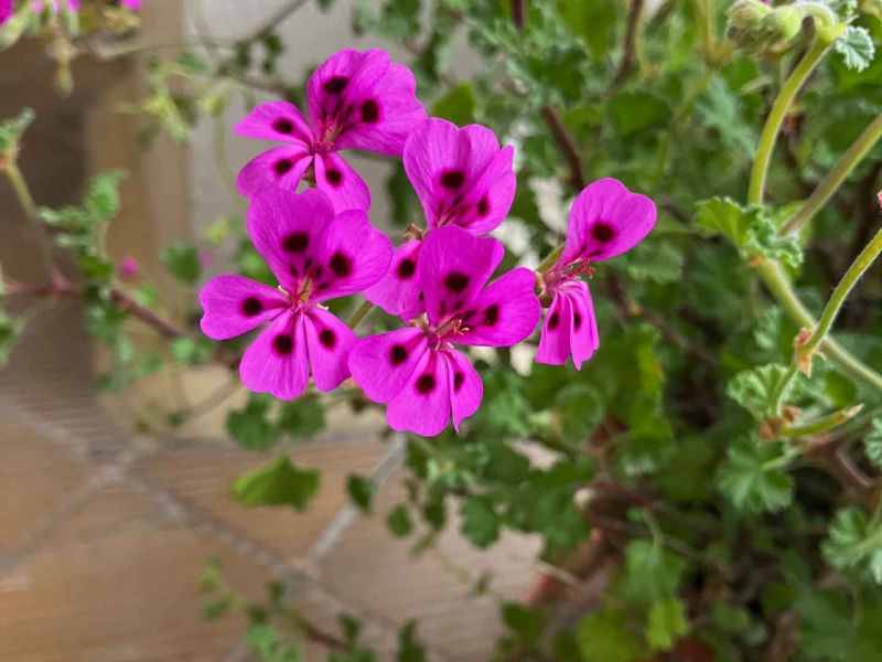 pelargonium dunkel