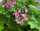 pelargonium friseel