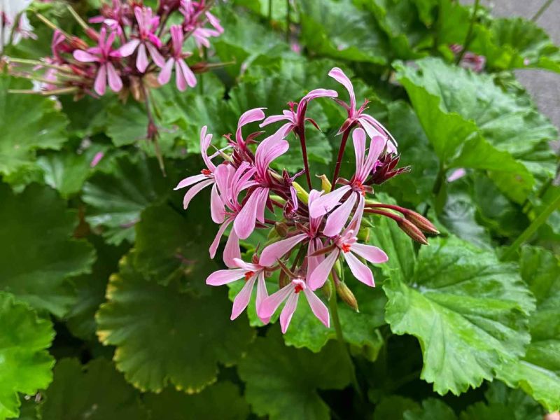 pelargonium friseel