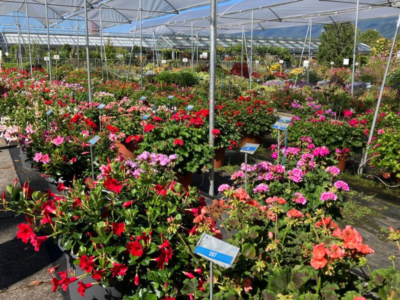 2 dipladenia pelargonien