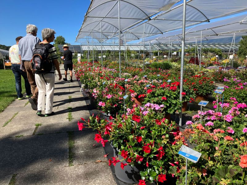 9 burri gruppe dipladenia