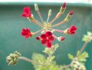 Pelargonium ardens 'Selma'