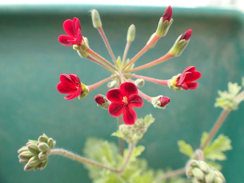 Pelargonium ardens 'Selma'