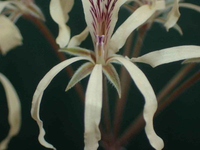 Pelargonium fergusoniae