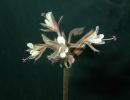 Pelargonium githagineum