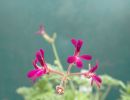 Pelargonium griseum