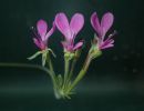 Pelargonium incrassatum