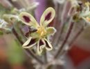 Pelargonium pulverulentum