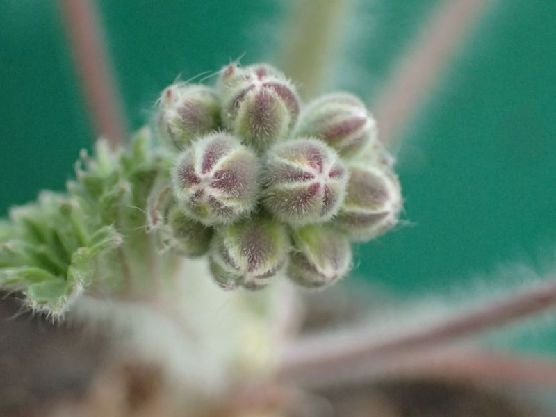 Pelargonium pulverulentum