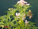 Pelargonium radens