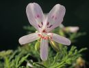 Pelargonium radens