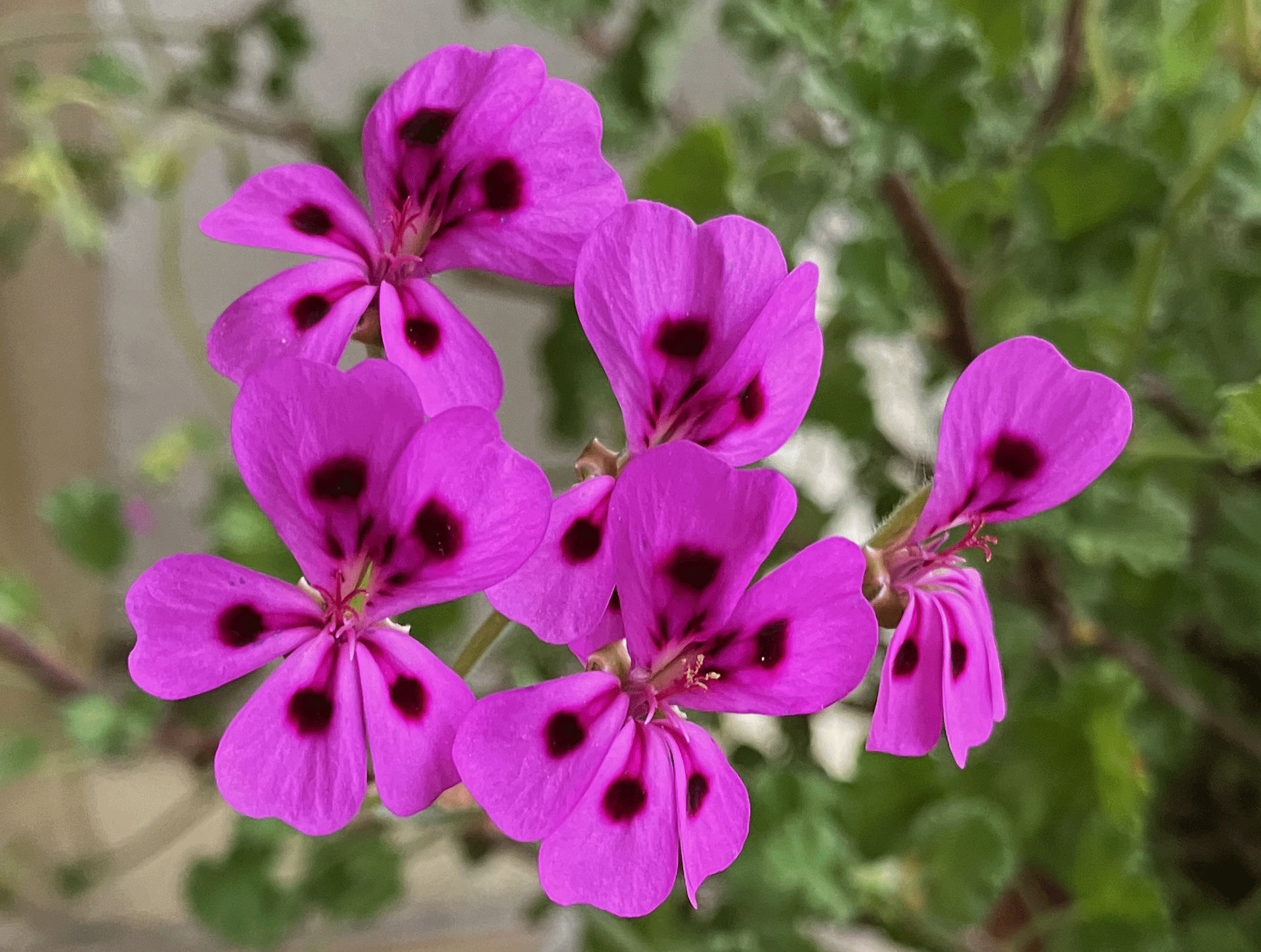 pelargonium schatzalp